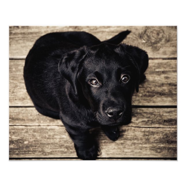 Puppy dog love photo print (Front)