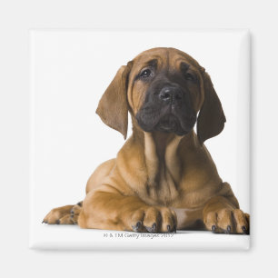 Puppy Dog Magnet