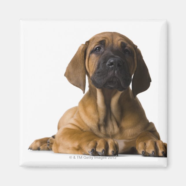 Puppy Dog Magnet (Front)