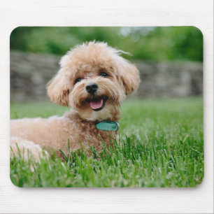 puppy, dog, pet mouse pad