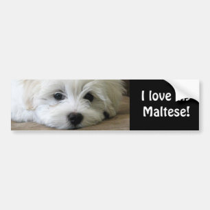 Puppy Eyes Bumper Sticker