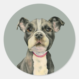 Puppy Eyes   Cute Pit Bull Terrier Dog Classic Round Sticker