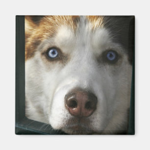 Puppy Eyes Magnet