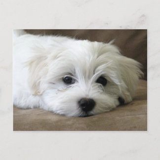 Puppy Eyes Postcard