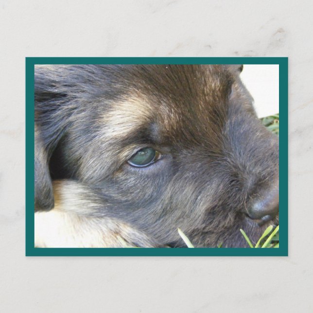 Puppy Eyes Postcards (Front)
