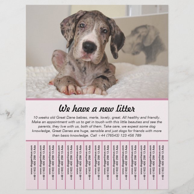 puppy for sale flyer templates (Front)