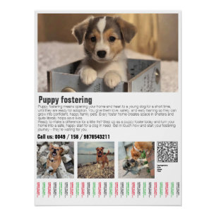 Puppy Fostering Poster