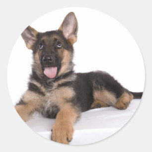 puppy German shepherd Classic Round Sticker