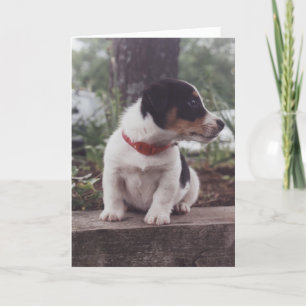 Puppy greeting card