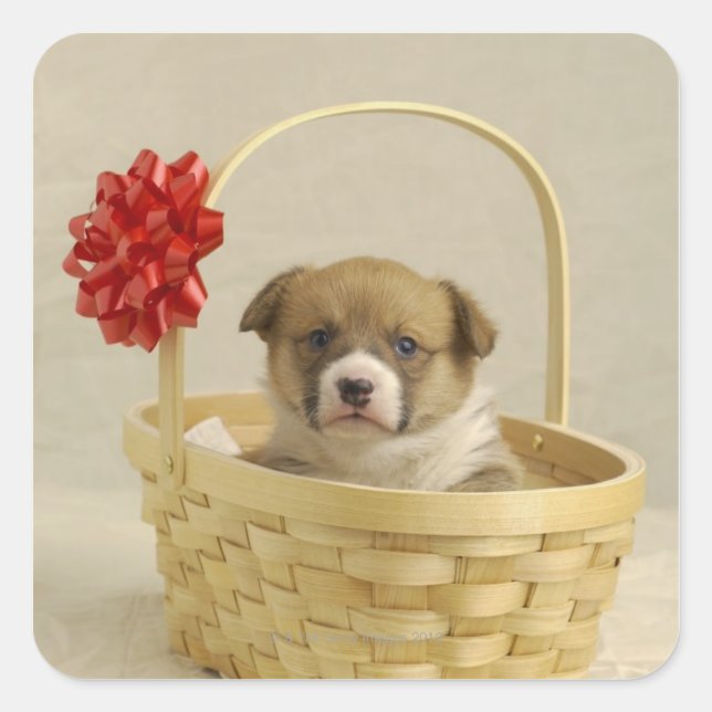 Puppy in a basket square sticker (Front)