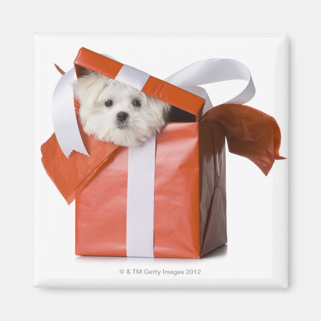 puppy in a box magnet (Front)