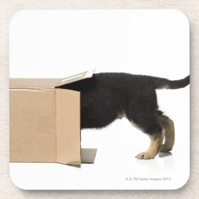 Puppy in cardboard box coaster (Front)