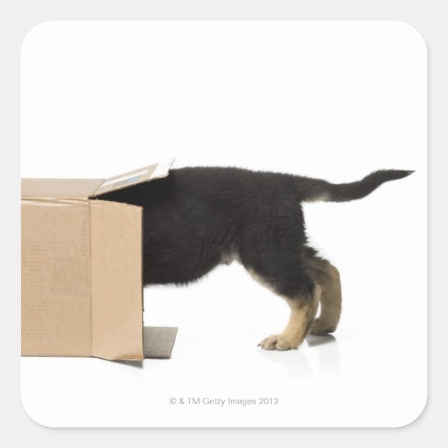 Puppy in cardboard box square sticker (Front)