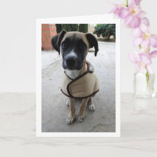 Puppy in Coat Card