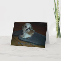 Puppy in slipper, congratulations puppy adoption.