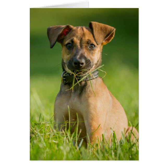 Puppy In The Grass (Front)