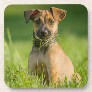 Puppy In The Grass Coaster