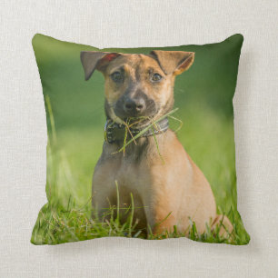 Puppy In The Grass Cushion