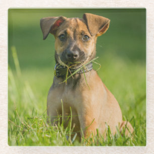 Puppy In The Grass Glass Coaster