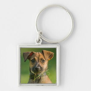 Puppy In The Grass Key Ring