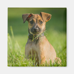Puppy In The Grass Magnet