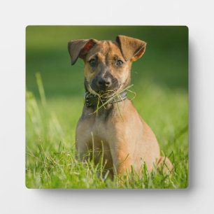 Puppy In The Grass Plaque