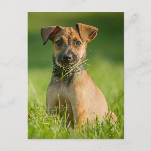 Puppy In The Grass Postcard (Front)