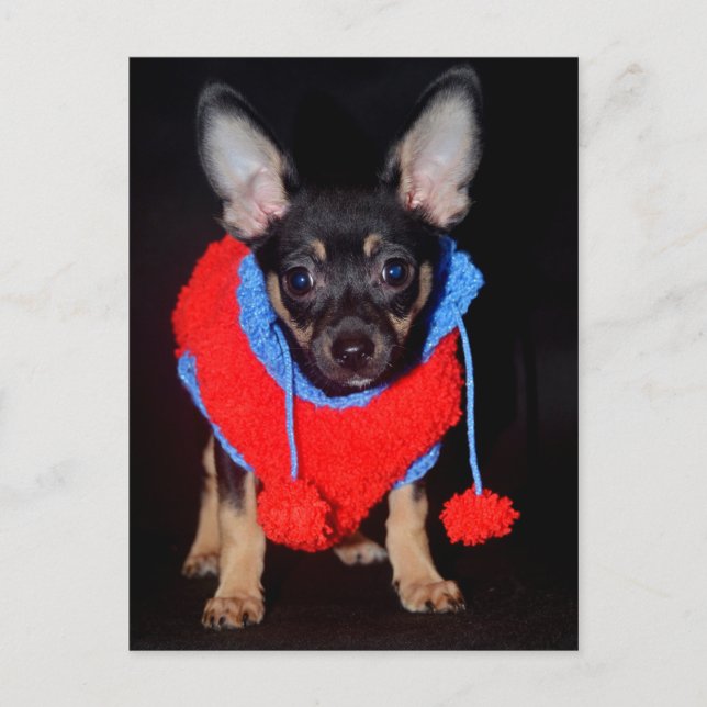 Puppy in Wooly Sweater Postcard (Front)