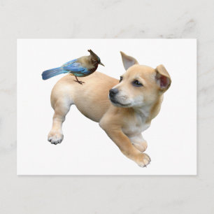 Puppy Jay Postcard