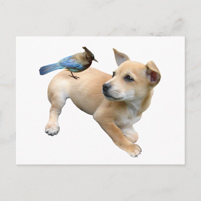 Puppy Jay Postcard (Front)