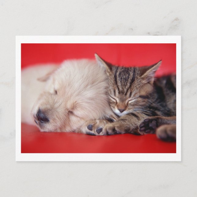 Puppy & Kitten Postcard (Front)