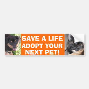 Puppy & Kitty Bumper Sticker