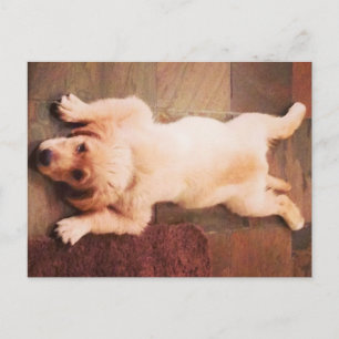 Puppy Laying Funny Postcard