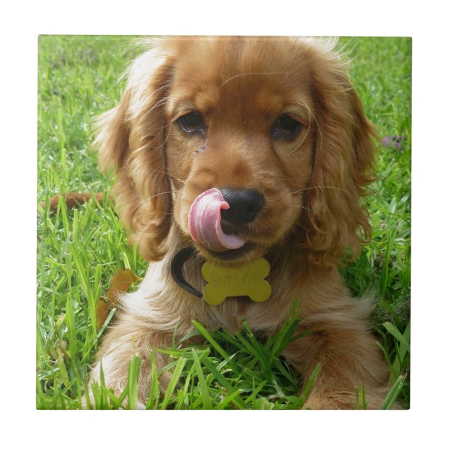 Puppy Licking Lips Ceramic Tile (Front)