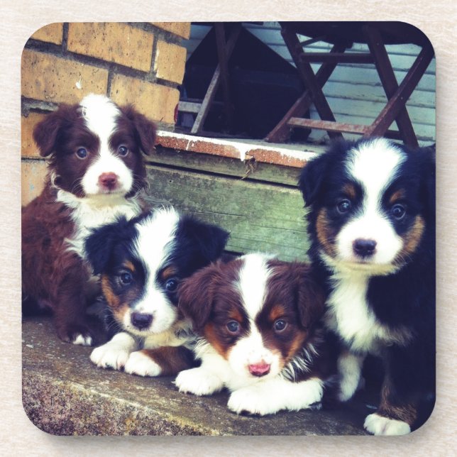 Puppy Love - Adorable  Australian Shepherds Coaster (Front)