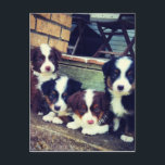 Puppy Love - Adorable  Australian Shepherds Postcard<br><div class="desc">These Miniature Australian Shepherds are going to steal your heart!  Super sweet!</div>
