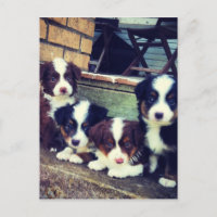 Puppy Love - Adorable  Australian Shepherds