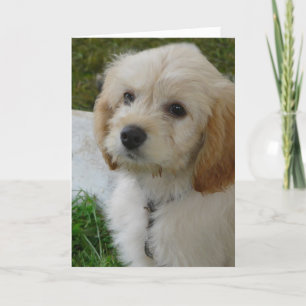 Puppy Love - Cute MaltiPoo Dog Photo Card