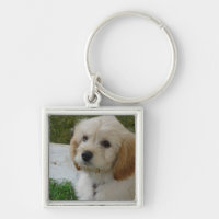Puppy Love - Cute MaltiPoo Dog Photo