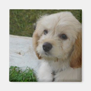 Puppy Love - Cute MaltiPoo Dog Photo Magnet