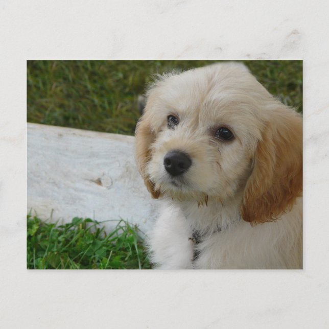 Puppy Love - Cute MaltiPoo Dog Photo Postcard (Front)