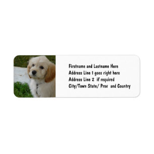 Puppy Love - Cute MaltiPoo Dog Photo Return Address Label