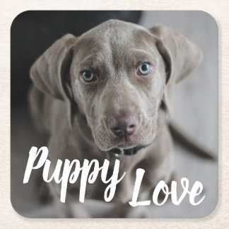 Puppy Love Cute Weimaraner Dog Square Paper Coaster