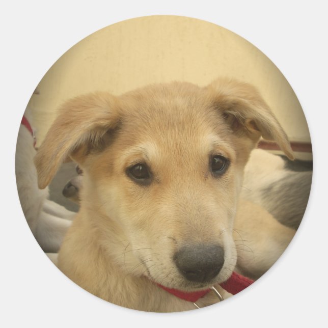 Puppy Love: Man's Best Friend Classic Round Sticker (Front)