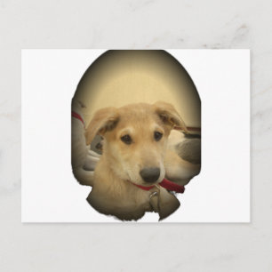 Puppy Love: Man's Best Friend Postcard