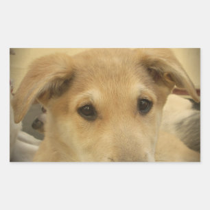 Puppy Love: Man's Best Friend Rectangular Sticker