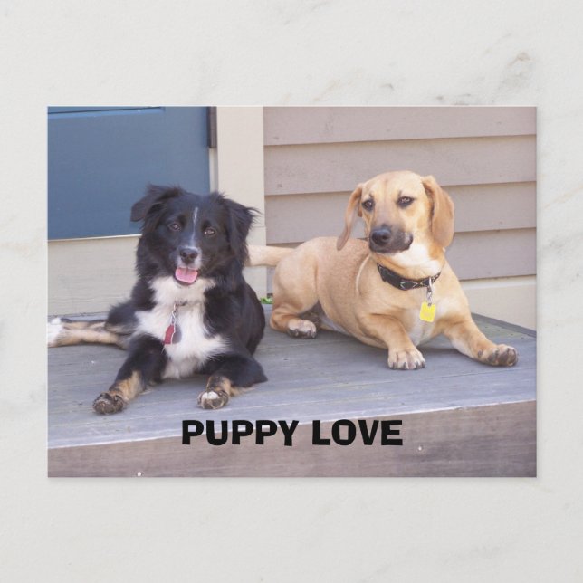 PUPPY LOVE POSTCARD (Front)
