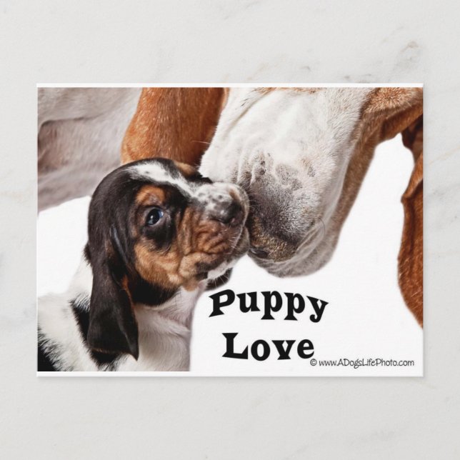 puppy love postcard (Front)