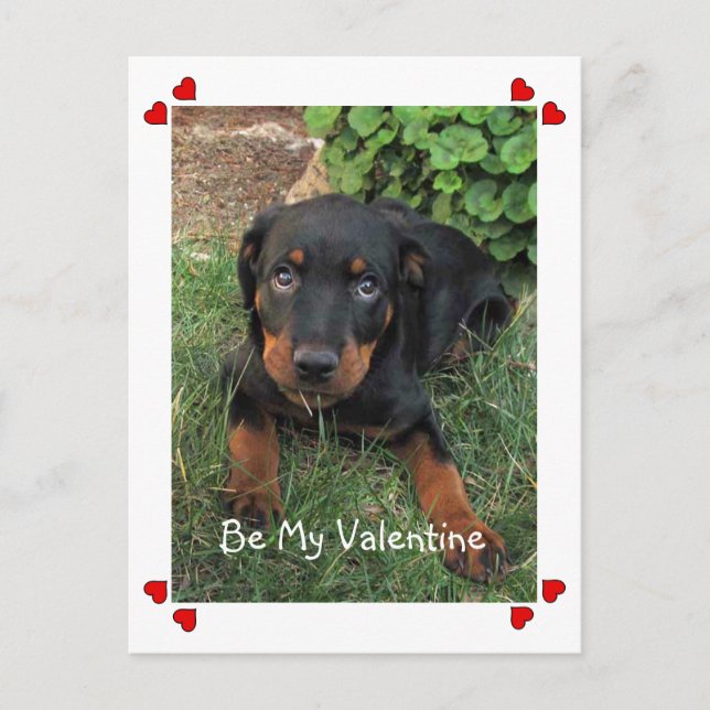 Puppy Love Valentine's Day Postcard (Front)