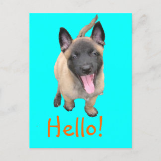 puppy malinois postcard